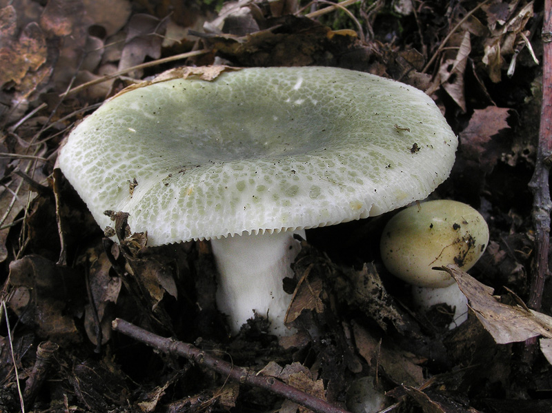 Russula virescens